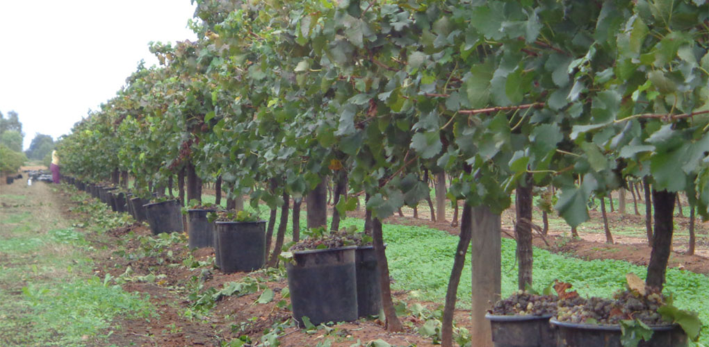 Vines ready for the late harvest to produce the Botrytis Semillon.