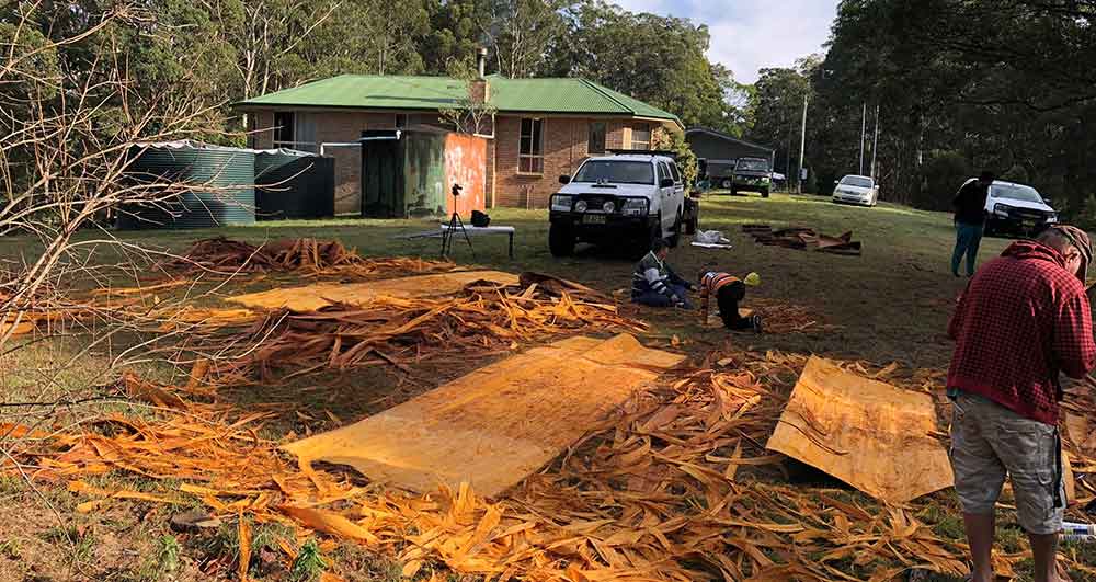 The peeled bark sheets. Photo: David Payne.