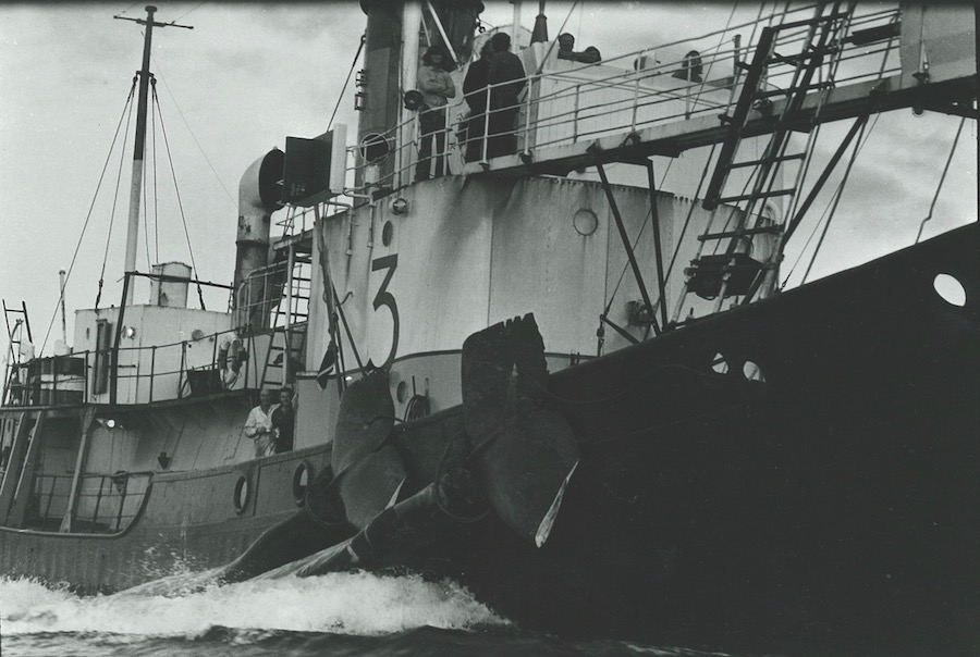 The whaling ship Cheynes III hauls its catch ashore to the Cheynes Bay Whaling Station, Western Australia, 1977. ANMM Collection 00054512 reproduced courtesy of Jonny Lewis