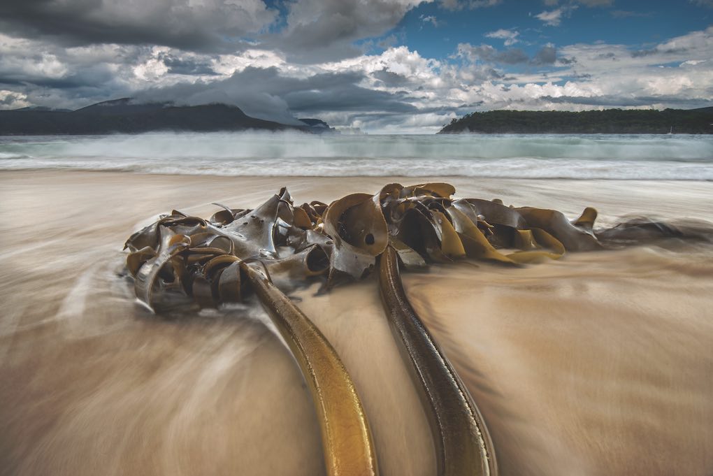 Bull kelp washed up onto the shore of King Island. Image Justin Gilligan