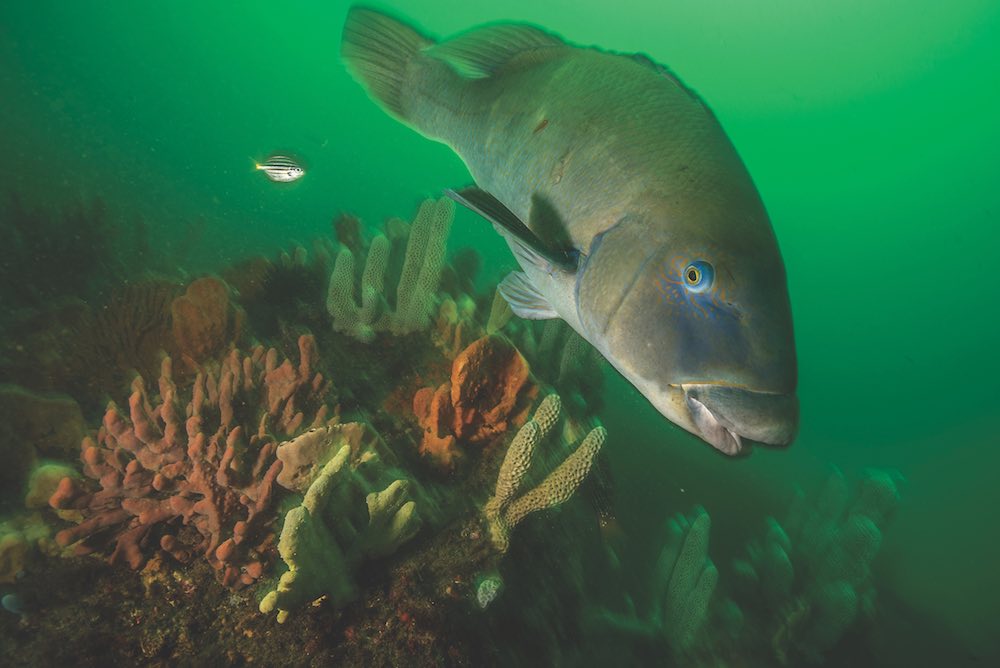 The charismatic eastern blue groper is only found off south-east Australia, and is regularly encountered off Sydney's rocky reefs