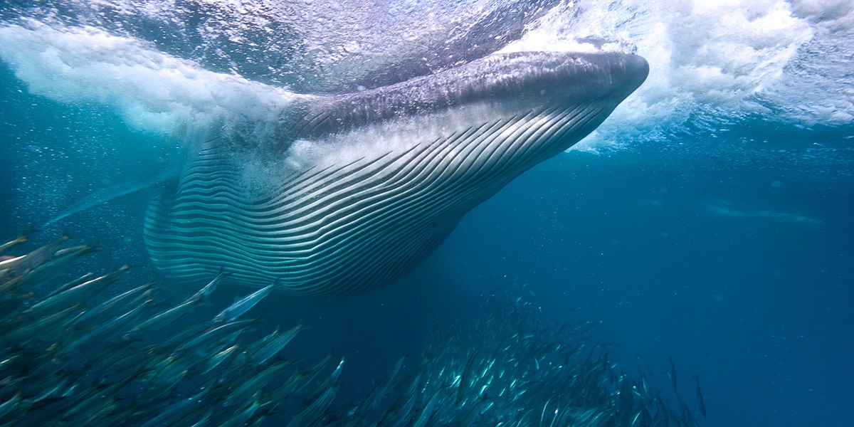 Award-wining photographer Michael Aw discusses his passion for conservation and wildlife photography.