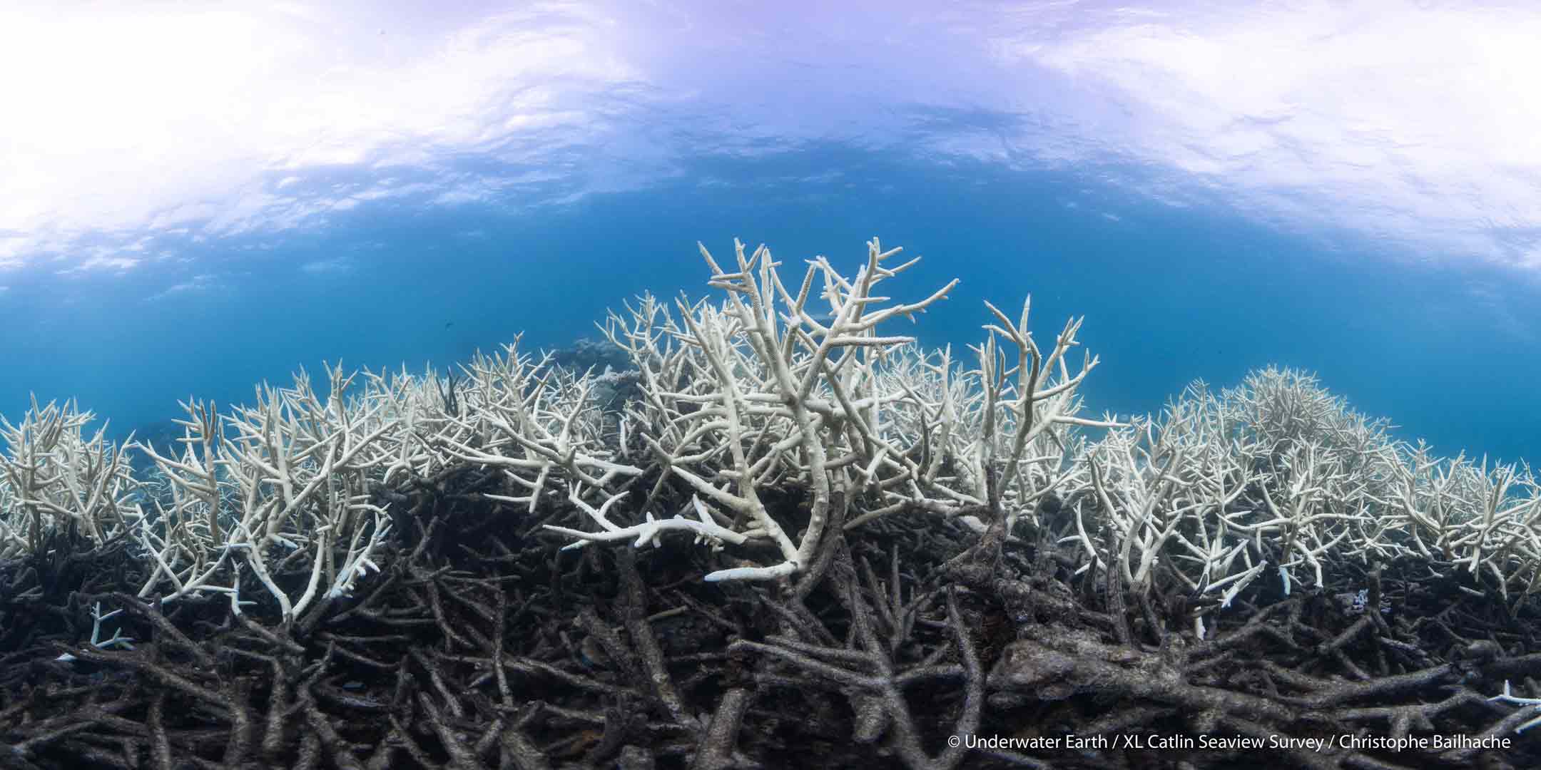 Dead Reef - Underwater Earth by Christophe Bailhache