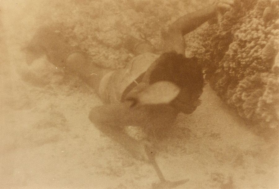 Mel Ward diving on the Great Barrier Reef